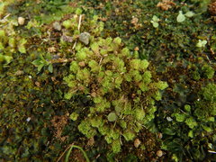 Fossombroniaceae