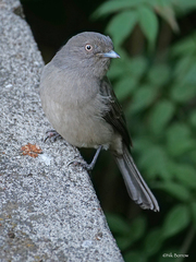 Melaenornis chocolatinus