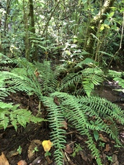 Asplenium sessilifolium