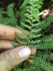 Asplenium sessilifolium