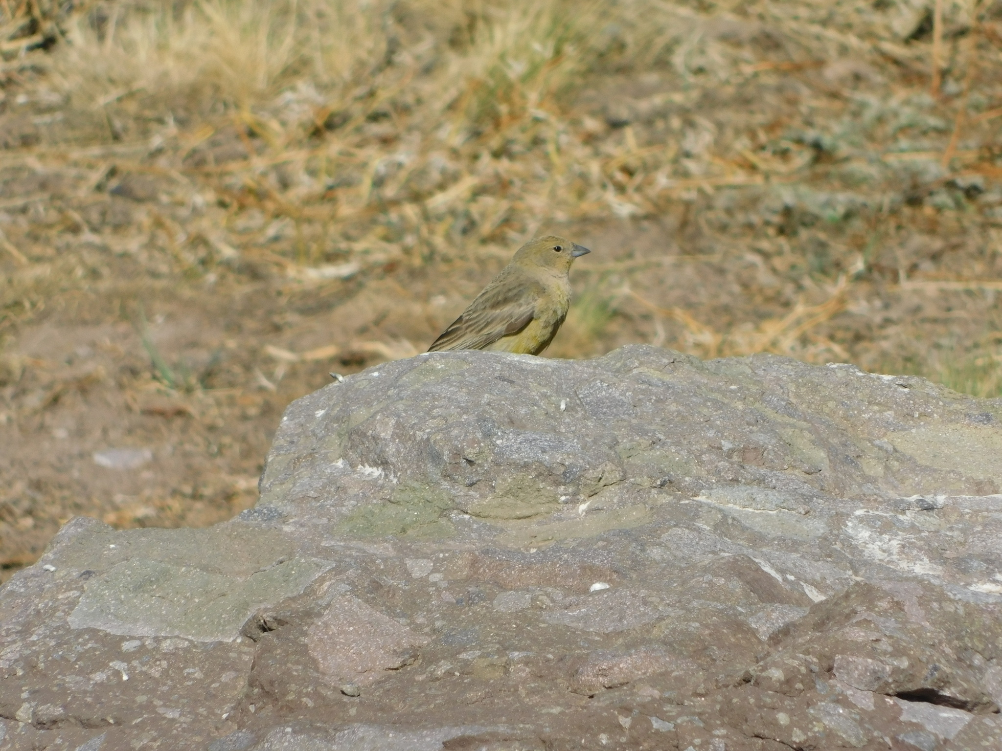 Monte Yellow Finch (Sicalis mendozae), photo 2