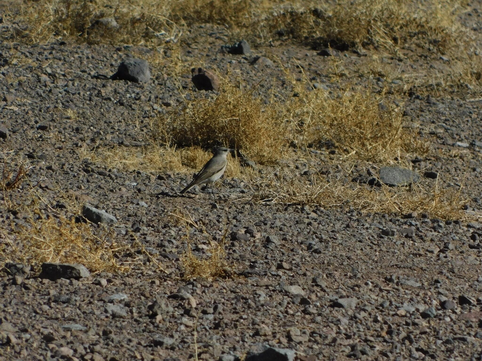 Black-fronted Ground Tyrant (Muscisaxicola frontalis), photo 5
