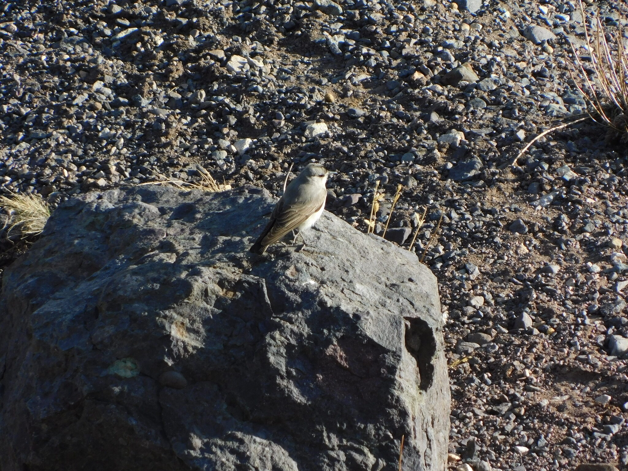 Black-fronted Ground Tyrant (Muscisaxicola frontalis), photo 4