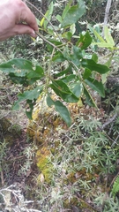 Oliganthes