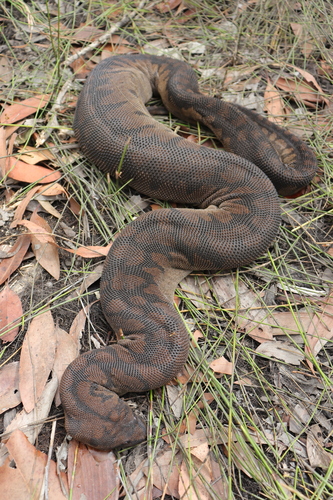 Arafura File Snake sighting