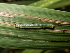 Epiphryne verriculata