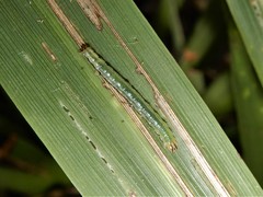 Epiphryne verriculata