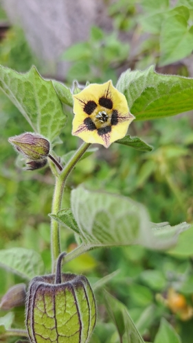 Cape gooseberry