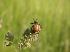 Chaetopteroplia segetum