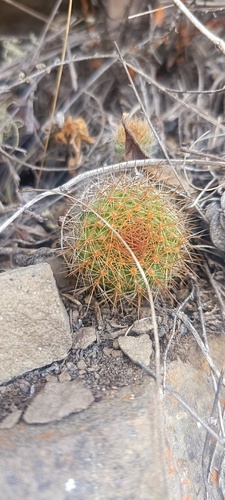 Aylostera deminuta, photograph 6