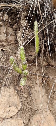 Old Man Opuntia (Austrocylindropuntia vestita)