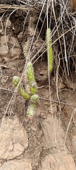 author not stated, no rights reserved Austrocylindropuntia vestita, photograph author not stated, no rights reserved