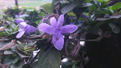 Barleria cristata