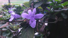 Barleria cristata