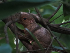 Callosciurus