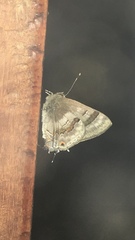 Rubroserrata ecbatana