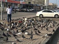Columba livia domestica