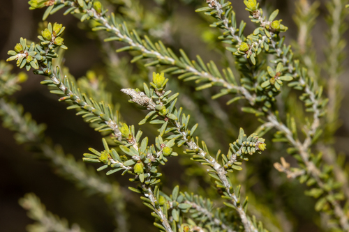 Mallee honey-myrtle (Melaleuca brevifolia)