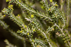 Melaleuca brevifolia
