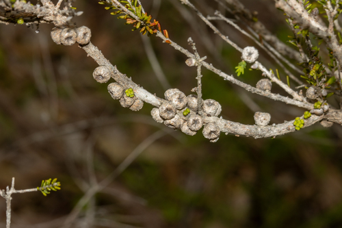 Melaleuca brevifolia, photograph 1