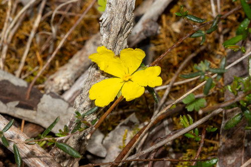 Sessile Guinea-flower (Hibbertia sessiliflora)