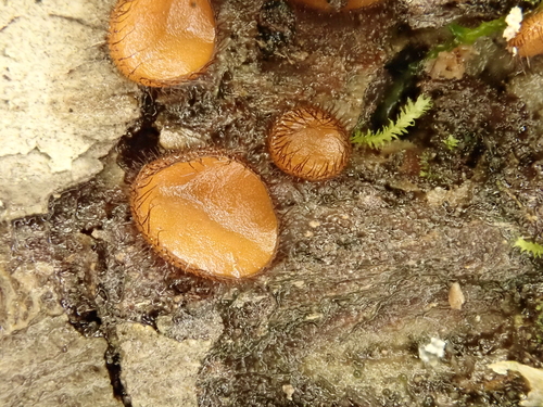Scutellinia pennsylvanica