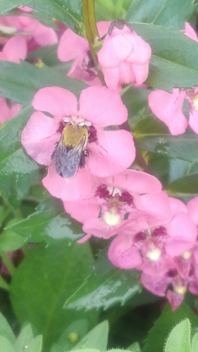 Shining Oil-digger Bee photo 4