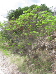 Leucaena retusa