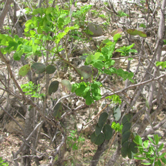 Leucaena retusa