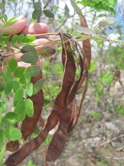 Leucaena retusa