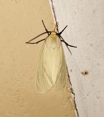 Pareuchaetes pseudoinsulata