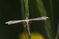 Stenoptilia