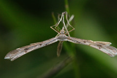 Stenoptilia