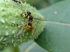Vespula germanica