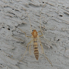 Procladius bellus