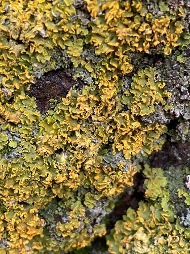 Hooded Sunburst Lichen