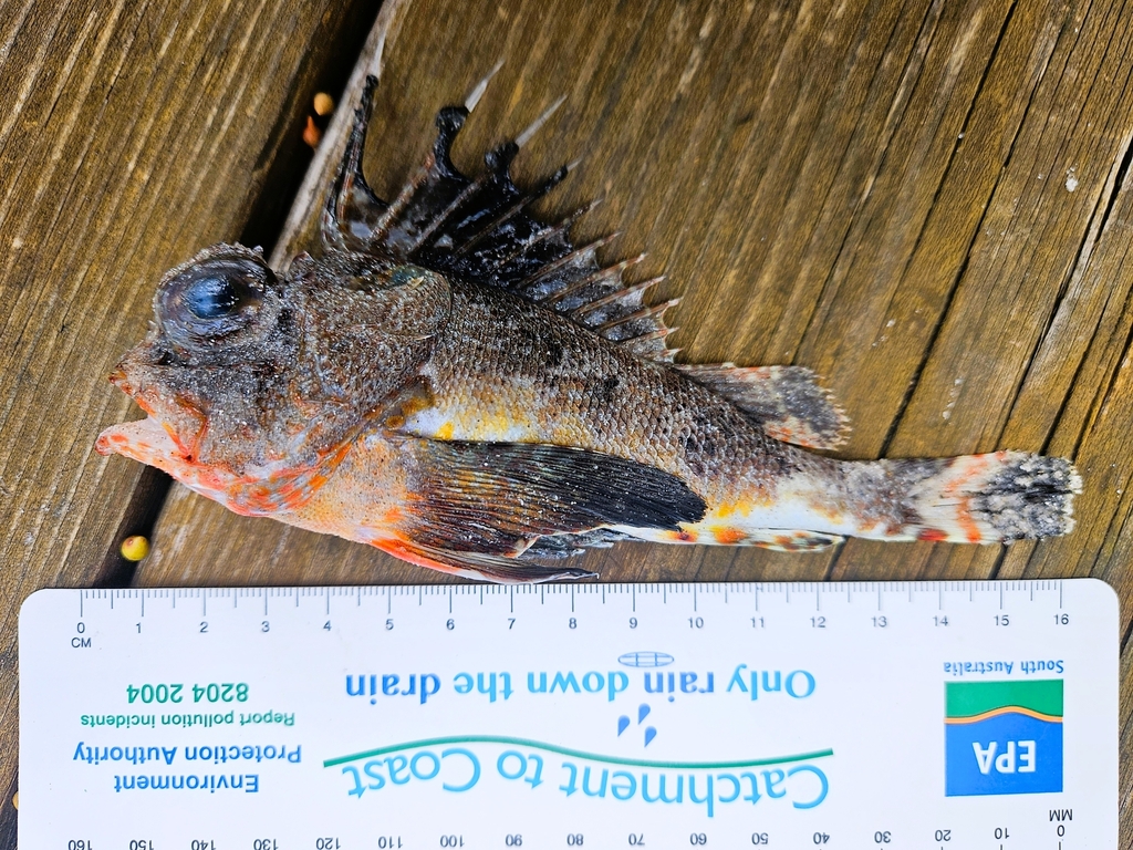 Bighead gurnard perch (Neosebastes pandus) — Neosebastidae