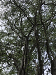 Haematoxylum brasiletto