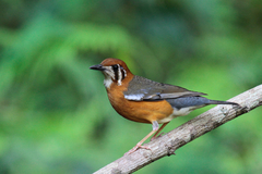 Orange-Headed Thrush photo 2