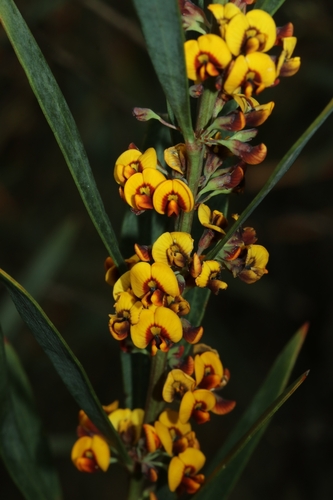 Daviesia suaveolens, 2025-10-12