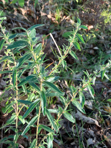 hairy puccoon (Lithospermum caroliniense)