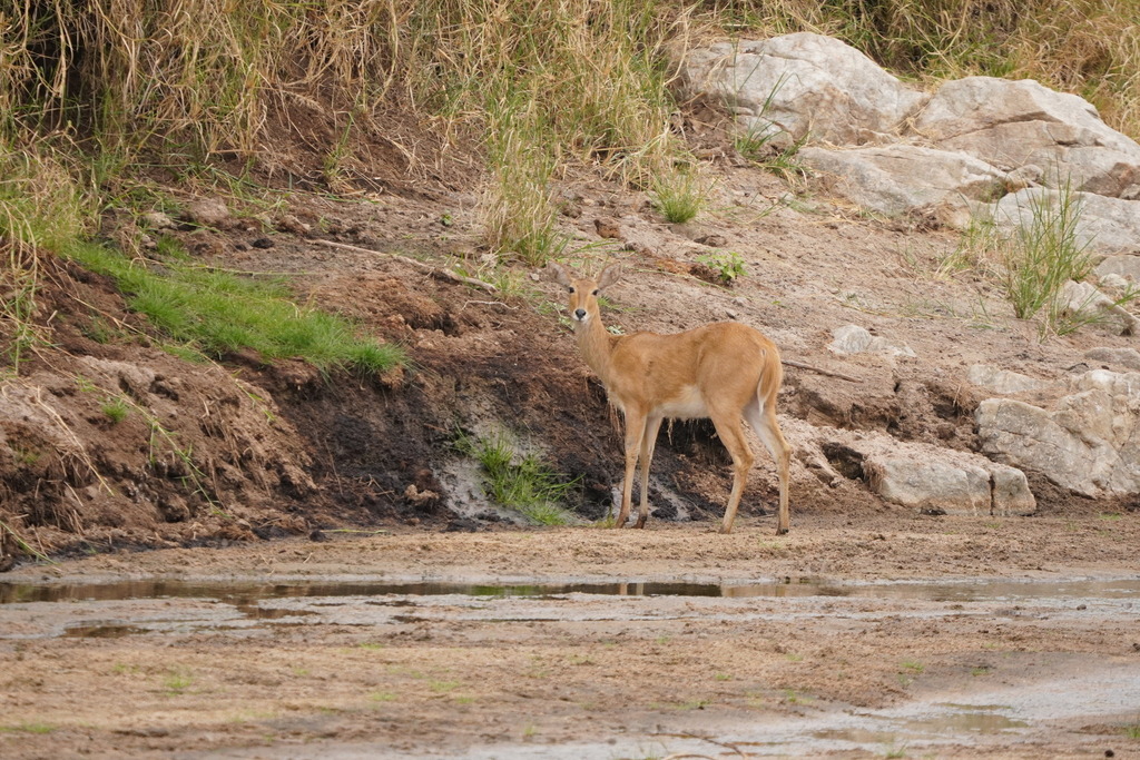 Redunca redunca wardi, Babati Rural, Tanzania, by chrihi