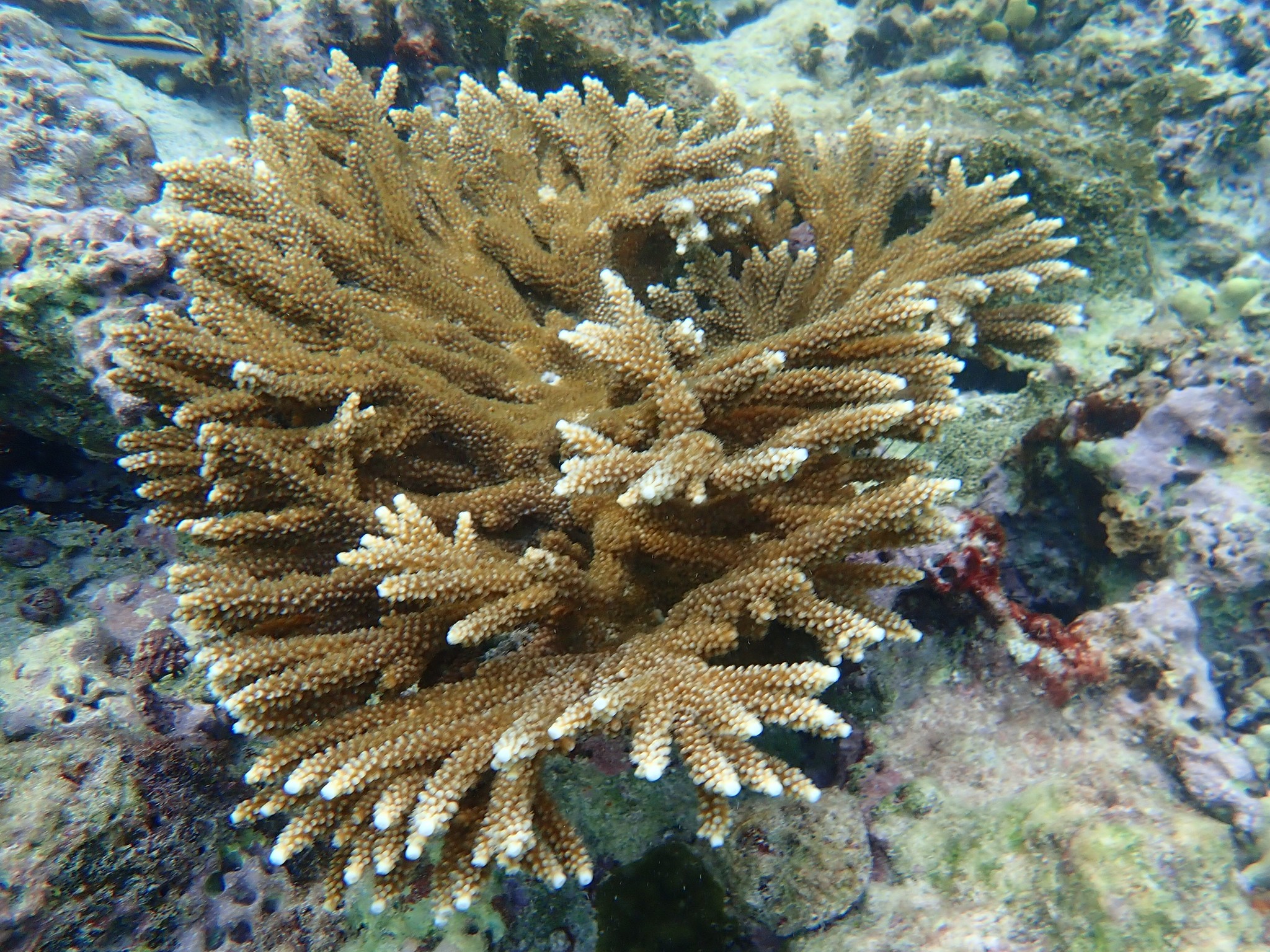 fused staghorn coral (Acropora prolifera) · iNaturalist Guatemala