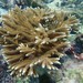 Fused Staghorn Coral - Photo (c) Donají Graham, some rights reserved (CC BY-NC), uploaded by Donají Graham