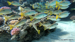 Lutjanus ehrenbergii