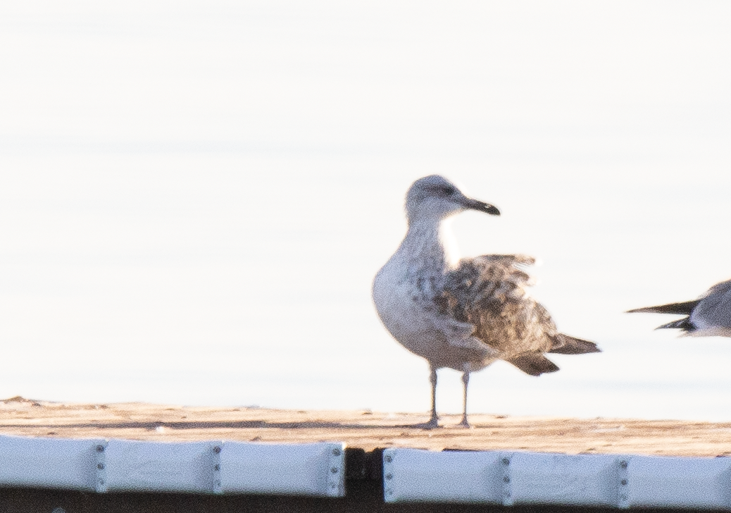 Caspian Gull