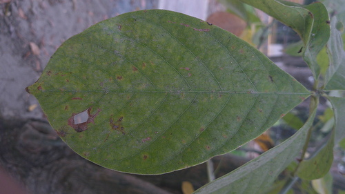 Pseudobombax millei