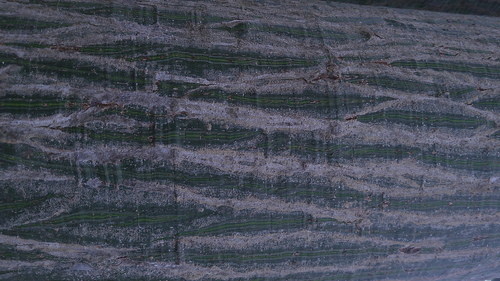 Pseudobombax millei