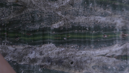 Pseudobombax millei