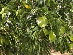Gonopterodendron arboreum